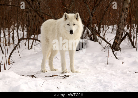 Arctic Wolf in inverno Foto Stock