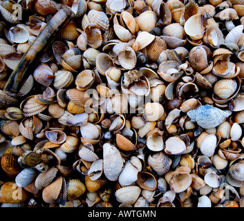 Un assortimento di conchiglie di mare. Foto Stock