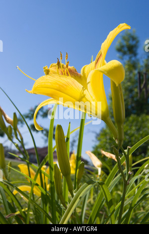 Giorno giallo lilly close up da un livello di terra punto di vista Foto Stock