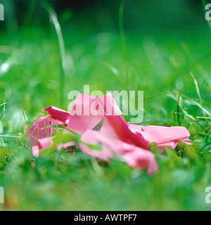 Crumpled carta rosa in erba Foto Stock