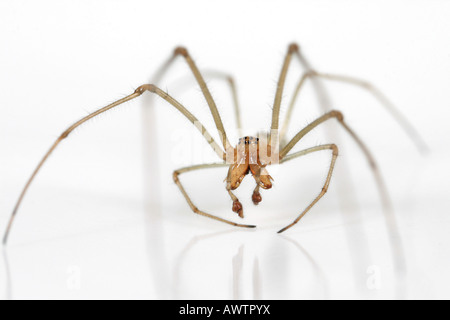 Vista di testa di un maschio Tetragnatha extensa spider, famiglia Tetragnathidae, su sfondo bianco. Foto Stock