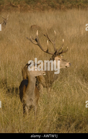 Red Deer a Richmond Park Richmond upon Thames Greater London Foto Stock