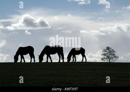 New Forest pony pascolano in Brockenhurst, New Forest, Hampshire Foto Stock