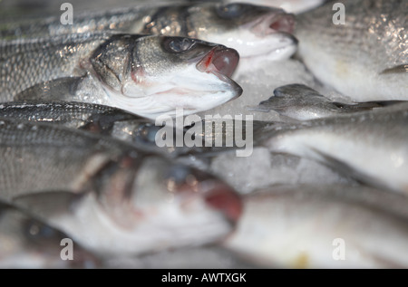 Spigola pesce impilati su un pescivendoli pesce fresco stallo a un mercato coperto Foto Stock