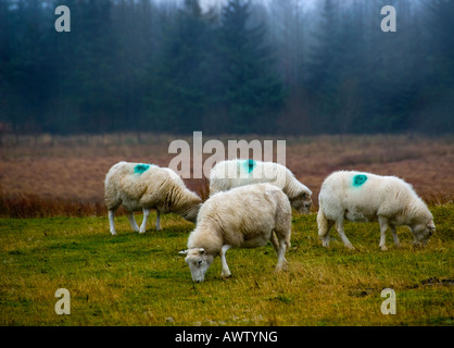 Ovini - Hardy Welsh mountain pecore al pascolo su un ventoso Llangynidr Moor in inverno. Il Galles, UK. Foto Stock