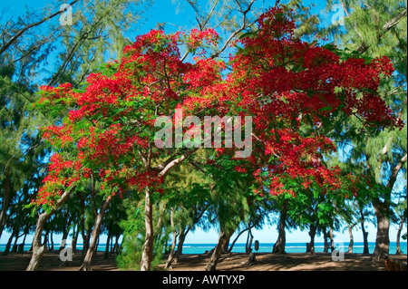 FLAMBOYANT TREE - spiaggia Hermitage - Isola di Reunion Foto Stock