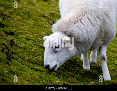 Welsh ovini - Hardy Welsh mountain pecore al pascolo su un ventoso Llangynidr Moor in inverno. Galles Foto Stock