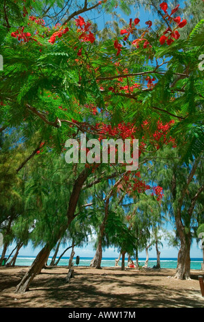 FLAMBOYANT TREE - spiaggia Hermitage - Isola di Reunion Foto Stock