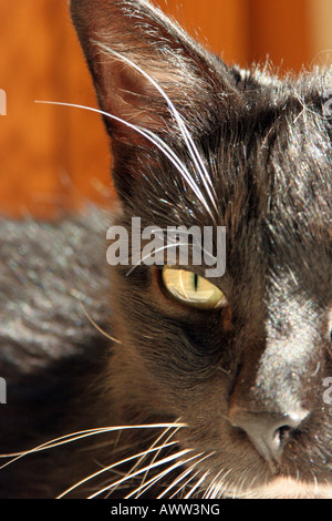 Un gatto nero che stabilisce nel sole Foto Stock