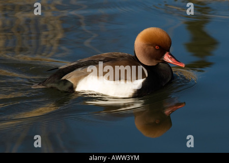 Red Crested Pochard (Netta rufina) a WWT London Wetland Centre, Barnes, London, England, Regno Unito Foto Stock