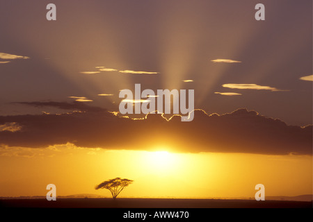 Un lone acacia e un bellissimo tramonto in Amboseli National Park in Kenya Africa orientale Foto Stock