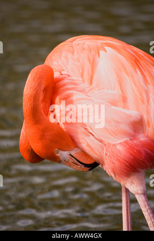 Flamingo preening,Bedfordshire,l'Inghilterra,Regno Unito Foto Stock