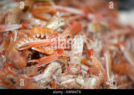Gamberi di langoustine noto come gli scampi in una pila su un pescivendoli pesce fresco stallo a un mercato coperto Foto Stock