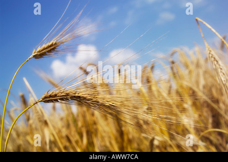 Mature di orzo in campo, close-up Foto Stock