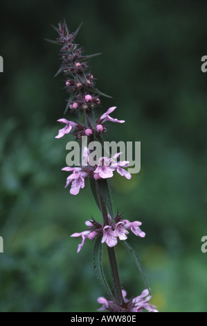 Marsh woundwort, Stachys palustris Foto Stock