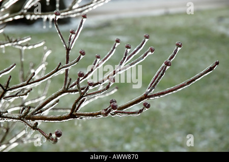 I rami e le gemme di un albero di corniolo sanguinello racchiusi in uno spesso strato di ghiaccio da un inverno tempesta di ghiaccio Foto Stock
