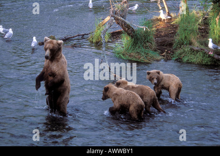 Orso Bown seminare con triplette, fiume Brooks, Katmai National Park, Alaska Foto Stock