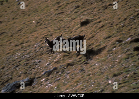 Il camoscio Rupicapra rupicapra in esecuzione in discesa su prato alpino delle Alpi Bernesi svizzera Foto Stock