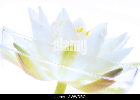 White ninfea bianca (Nymphaea alba), close-up Foto Stock