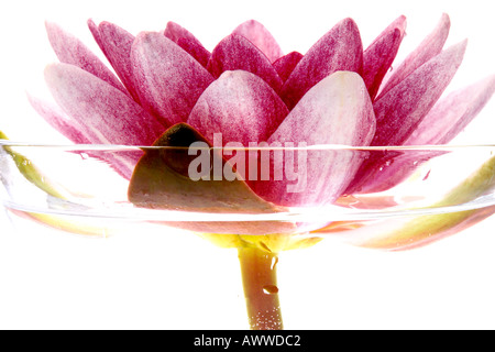 Acqua di rosa lily ((Nymphaea alba), close-up Foto Stock