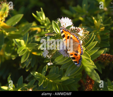 Dipinto di lady butterfly crogiolarsi al sole Foto Stock