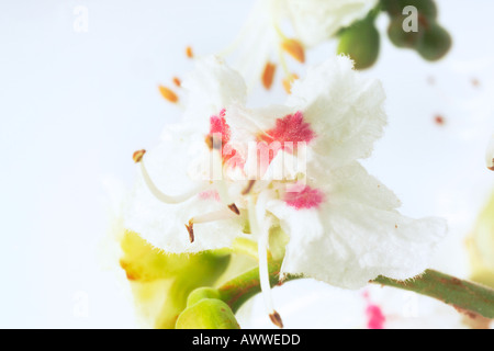 Ippocastano foglie e flowerhead (Aesculus hippocastanum) Foto Stock