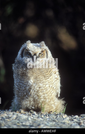 Grande gufo cornuto, bubo virginianus, Parco Nazionale di Denali, Alaska Foto Stock