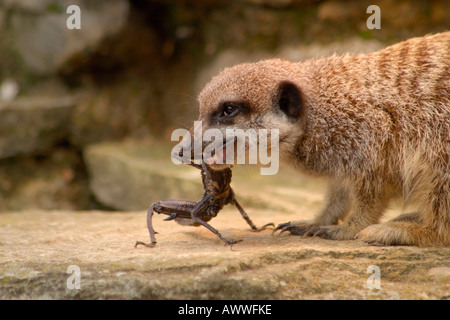 Snello-tailed Meerkat (Suricata suricata) mangiare scorpion Foto Stock