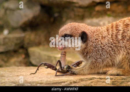 Snello-tailed Meerkat (Suricata suricata) mangiare scorpion Foto Stock