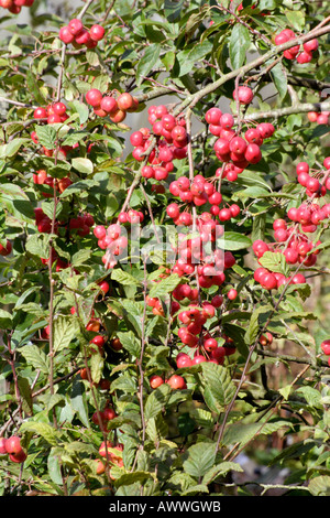 Malus x robusta sentinella rossa durante il mese di ottobre come i frutti raggiungano il loro colore pieno Foto Stock