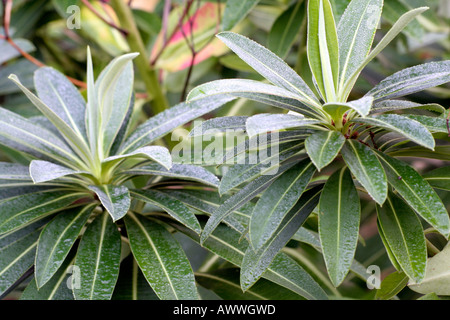 Le foglie carnose di Euphorbia stygiana con rugiada di autunno Foto Stock