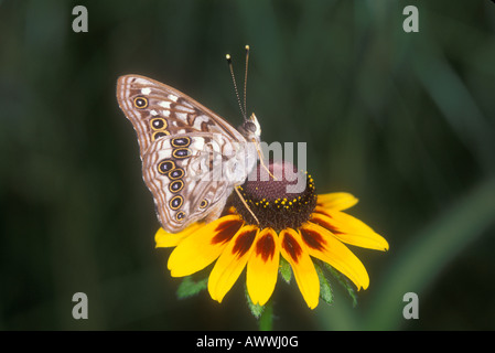EmpressLeilia Butterfly, Asterocampa leilia, sul fiore aster. Foto Stock