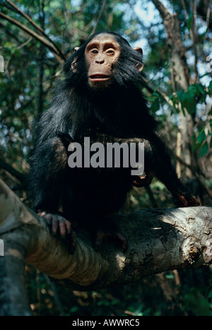 Un Bonobo a Chimfunshi chimp santuario, Zambia. Foto Stock