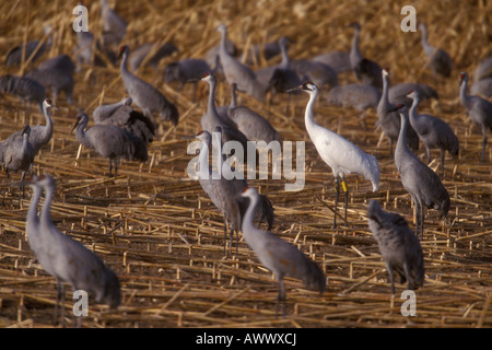 Pertosse, gru Grus americana e Sandhill gru Grus canadensis, nel campo di mais. Foto Stock