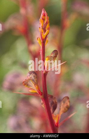 Berberis thunbergii atropurpurea forma "Harlequin' (Crespino) in prossimità della punta della levetta con spine e piccole foglie. Foto Stock