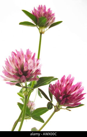 Trifoglio rosso (Trifolium pratense), close-up Foto Stock