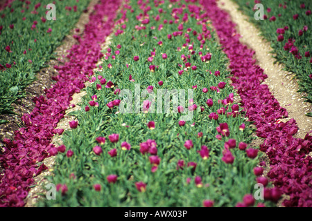 Tulipani viola essendo coltivata vicino a Swaffham, Norfolk Foto Stock