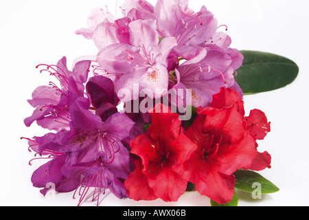Rhododendron (Rododendri e azalee (Rhododendron simsii), close-up Foto Stock