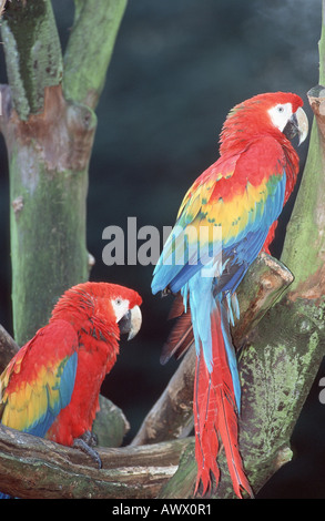 Scarlet Macaw (Ara macao) Foto Stock