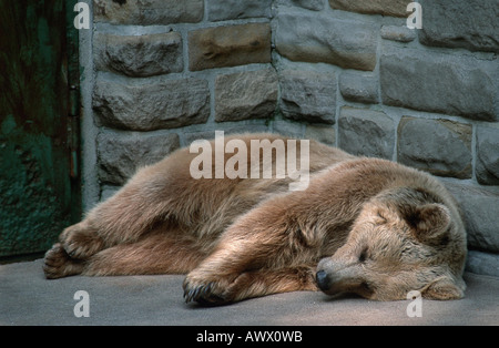 L'orso bruno (Ursus arctos), dormendo, Germania Foto Stock