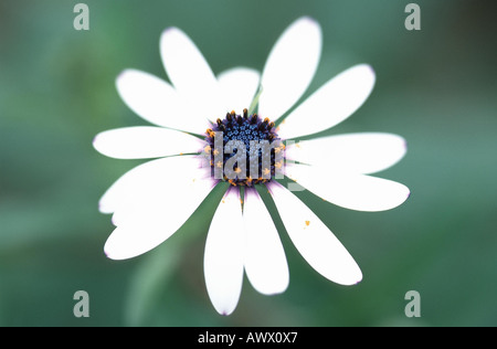 African Daisy, Lavanda African Daisy, Norlindh freeway daisy (Osteospermum ecklonis), infiorescenza, doppia esposizione Foto Stock