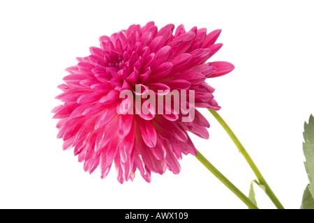 Rosa dalie (Dahlia), close-up Foto Stock