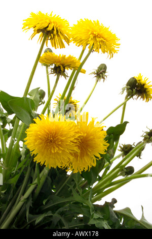 Tarassaco (Taraxacum officinale), close-up Foto Stock