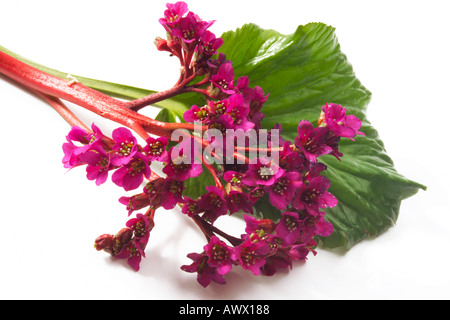 Fiori di colore rosa di elefante le orecchie (Bergenia), close-up Foto Stock