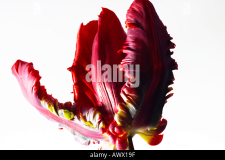 Parrot Tulip (Tulipa rococò), close-up Foto Stock