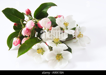 Apple Blossom (malus), close-up Foto Stock