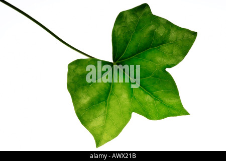 Ivy leaf (Hedera helix), close-up Foto Stock
