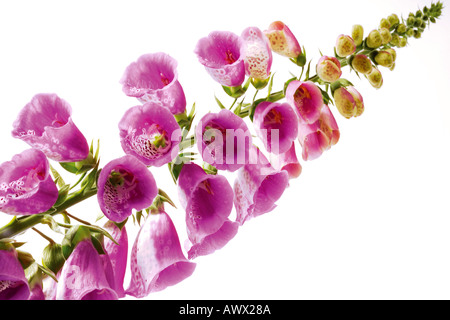 Viola del Foxglove Foto Stock