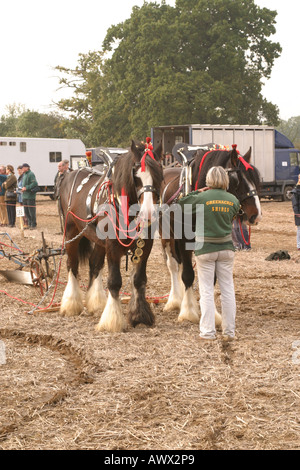 La cinquantaseiesima nazionale britannico di aratura campionati Match Loseley Park Surrey Ottobre 2006 Foto Stock