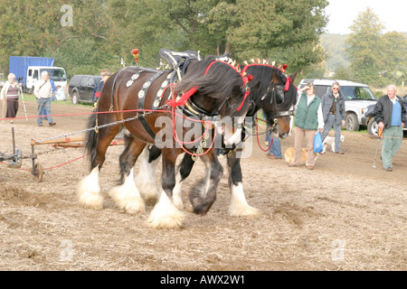 La cinquantaseiesima nazionale britannico di aratura campionati Match, Loseley Park, Surrey, Ottobre 2006 Foto Stock